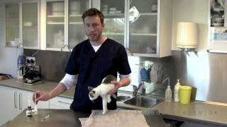 Video-guide til at give en kat flydende medicin (GAMMEL VERSION)