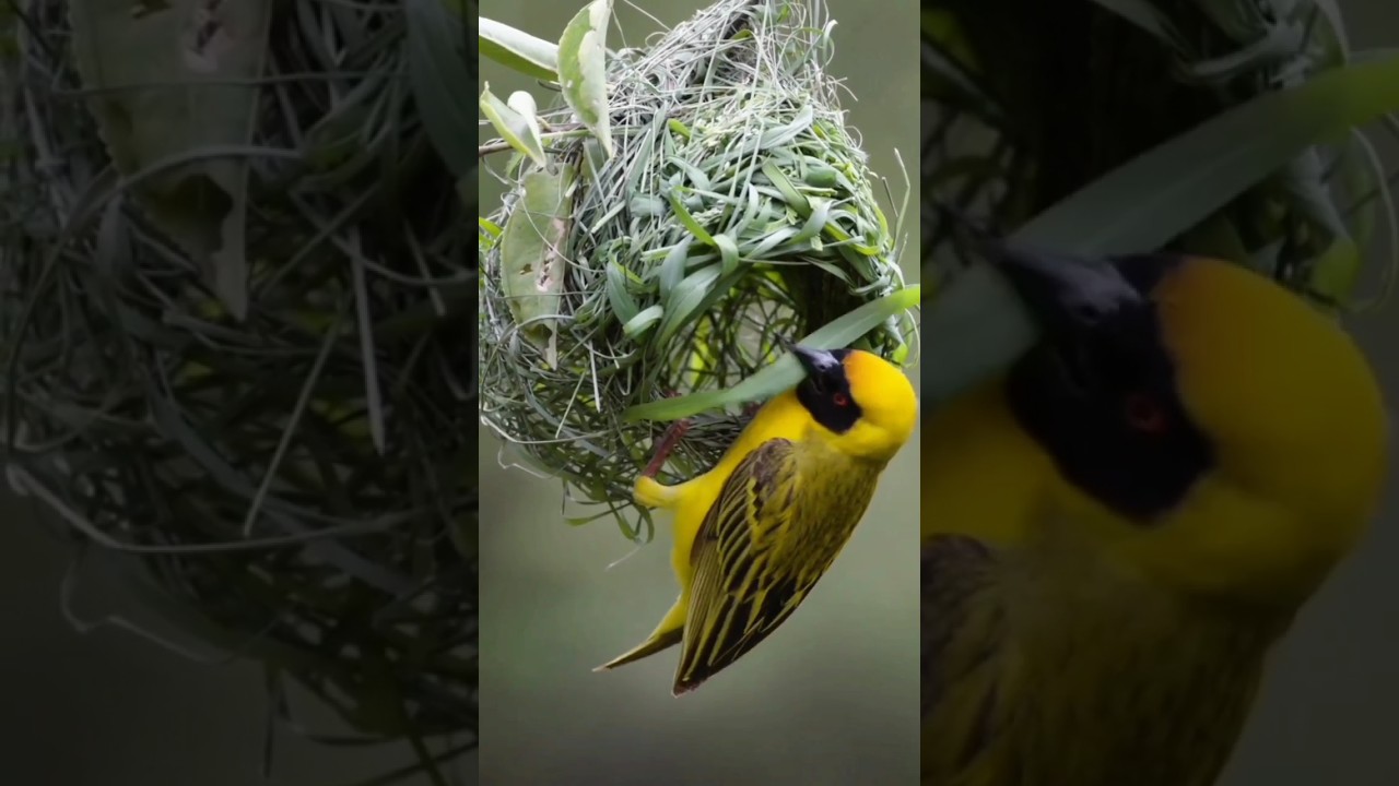 Heart touching recitation of Quran | best voice #islam #tilawat #shorts