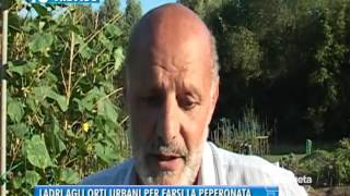 TG TREVISO (27/08/2016) - LADRI AGLI ORTI URBANI PER FARSI LA PEPERONATA