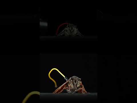 セミで 笑点のテーマ 弾いてみた 笑点 笑点のテーマ セミの鳴き声 やるかじじい