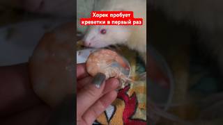 #хорек #ferret #жизнь #pets #куница #cat #funny #animals #звери #cute