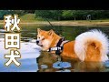 AKITA INU - Swimming Lesson For A Japanese Dog | Yuki Learns To Swim | 秋田犬