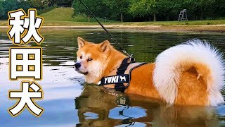 Akita Dog - Yuki, the Japanese Akita, is learning how to swim in a ...