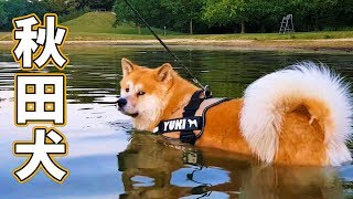 AKITA INU  Swimming Lesson For A Japanese Dog | Yuki Learns To Swim | 秋田犬