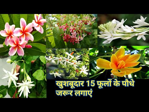 वीडियो: सजावटी पर्णपाती इनडोर पौधे (48 फोटो): बरगंडी और धारीदार पत्तियों के साथ विभिन्न फूलों का विवरण, अन्य