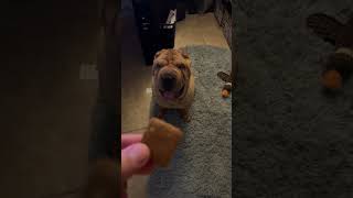 Shar pei silently asking for cookie. #dogs #shorts