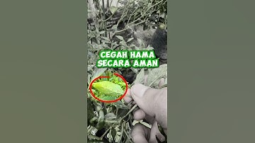 Cara cegah hama modern dan aman