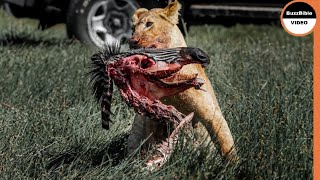 It Only Takes One Bite For The Lion To End a Zebra's Life
