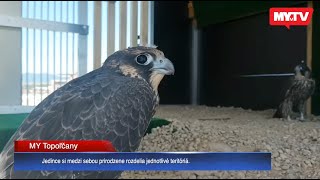 Problém s premnoženými holubmi v Topoľčanoch má vyriešiť ich prirodzený predátor