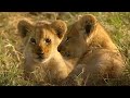 Little Lions Play Hide And Seek Little Big Cat BBC Earth Kids Little Lions Play Hide And Seek Little Big Cat BBC Earth Kids