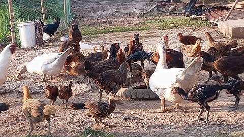 Nyob zoo os los saib kuv pub qaib os 13/3/25