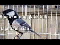 Masteran burung glatik batu tajam Full isian