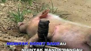 Lagu Dayak  Jodi Baporih Voc Deni Bahalo