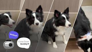 Can my dog actually UNDERSTAND me 🐶 Real PettiChat Translation Test! #pettichat