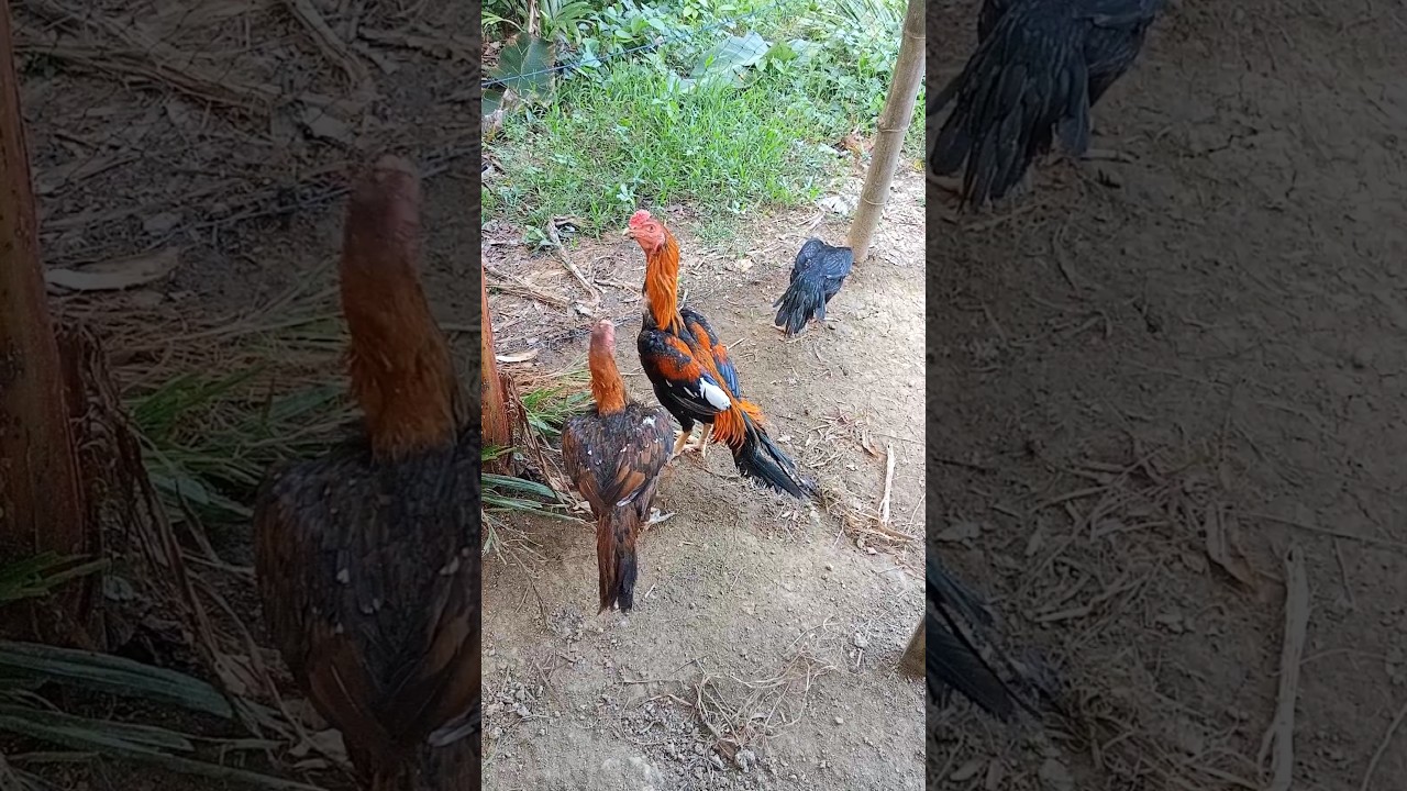 one male and two female peacock tail decorative chickens 🐓🦚🐔 