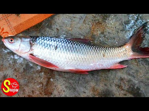वीडियो: मछली को कैसे साफ करें