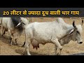 Best Tharparkar cows - चांधन फार्म जैसलमेर। (upto 25 litre milk) सर्वोत्तम थारपारकर गौमाता