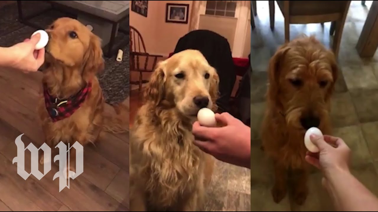 golden retriever egg challenge 