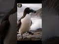 Great Auk – The Penguin of the North