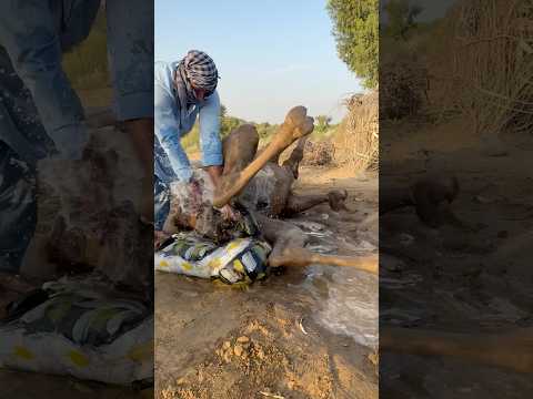 الجمل الم ره ق ي ست عيد ب رد ه ب ق ربة الماء في ق لب الصحراء