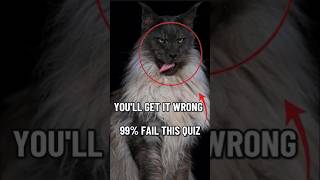 Only 1% can name all 3 cat breeds! 😼 #shorts #cat #catbreeds