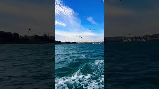 🇹🇷 Istanbul, Turkey 🕊️⛴️ #shorts #istanbul #turkey #birdwatching #ferry