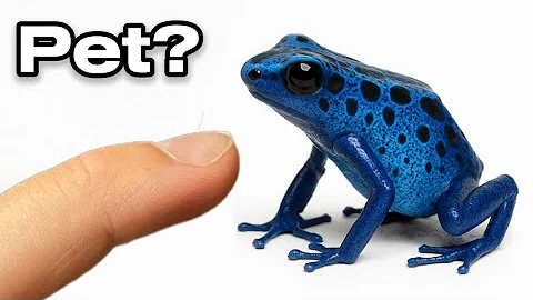 I Got a Pet Poison Dart Frog (yes, really)