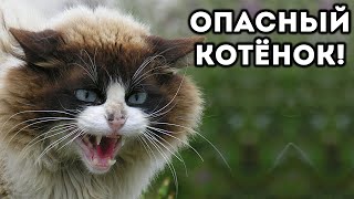 ОПАСНЫЙ КОТЁНОК! ОПАСНЫЙ КОТЁНОК!