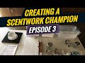 Getting started in scentwork  creating a scentwork champion episode 3