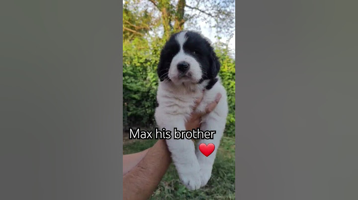 🌟premiere🌟 And there he is Max his Brother to be❤ 🌟💯🇬🇷➡️🇳🇱