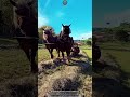 Baling Hay by Horse — The Rake That Sets the Rhythm