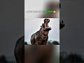 A Honey Badger Attacked a Baby Hippo... Then Dad Arrived! 😱🦛