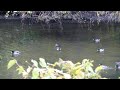 More Mallard Ducks in Euclid Creek with the Sony A55