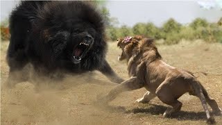 أقوى 10 كلاب يمكنها هزيمة الحيوانات البرية بسهولة - الكلاب مقابل الحيوانات البرية