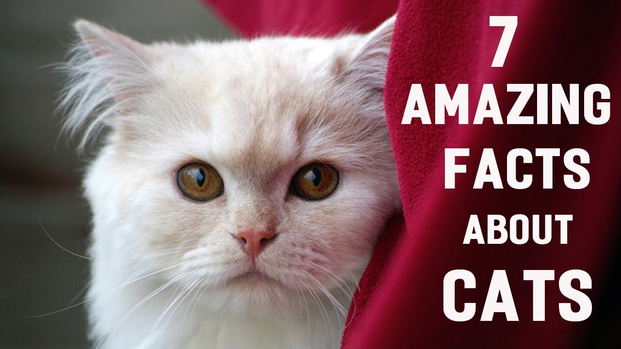 amazing facts about cats