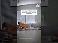 Dog leaves living room seconds before ceiling collapses