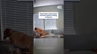 Dog leaves living room seconds before ceiling collapses