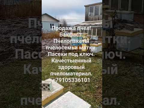 Отводки в ноябре Состояние перед заносом в зимовник Сегодня пришла зима