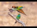 GREEN BEE EATER