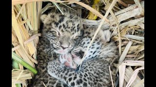 leopard cubs Reunited successfully with mother Leopard | Eco Echo Foundation | Maha-Forest Nashik