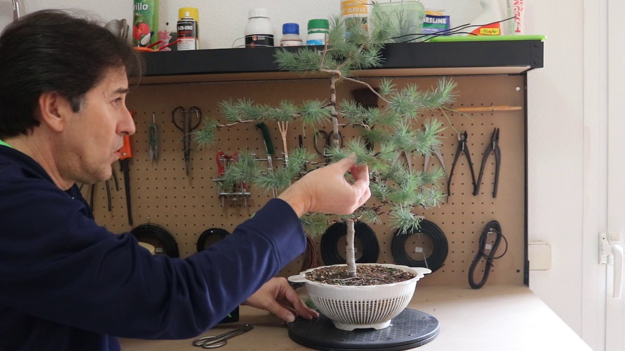 Actualización Pino Piñonero en colador