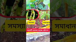 ছাদে বরবটির চাষের যত সমস্যা এবং সমাধান। #gardening #shorts #ছাদবাগান #rooftop #rooftopgarden #vegeta