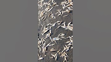 Cá Cơm Khô Đặc Sản Hồ Trị An