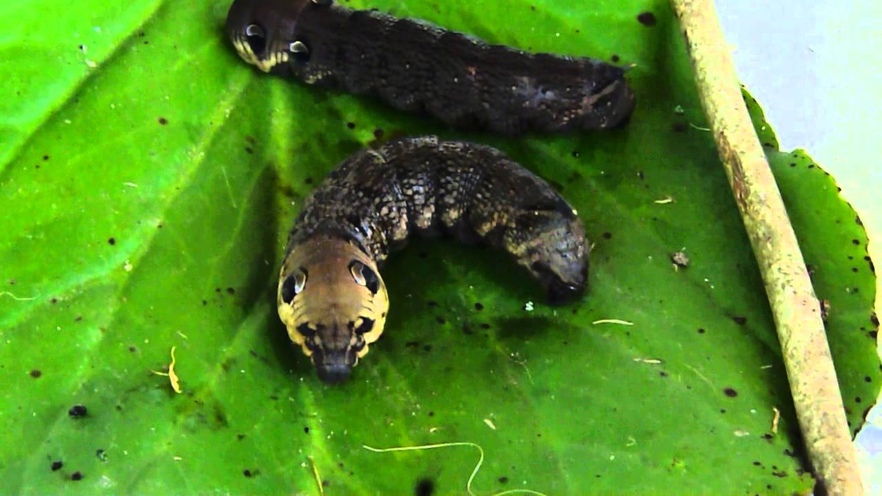 la chenille du Sphinx de la Vigne (Deilephila elpenor) YouTube — free download