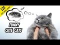 FUNNY AND CUTS CATS VIDEO COMPILATION， you will die laughing ！！！