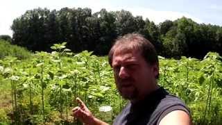 Thanks for watching MiWilderness.