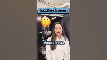 How do neurons talk to each other? | Basically Science