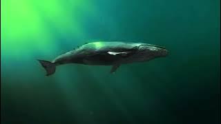 20 Minute Whale Song Meditation & Instructions - Singing Whales, Dive Sounds & Meditation Bowl