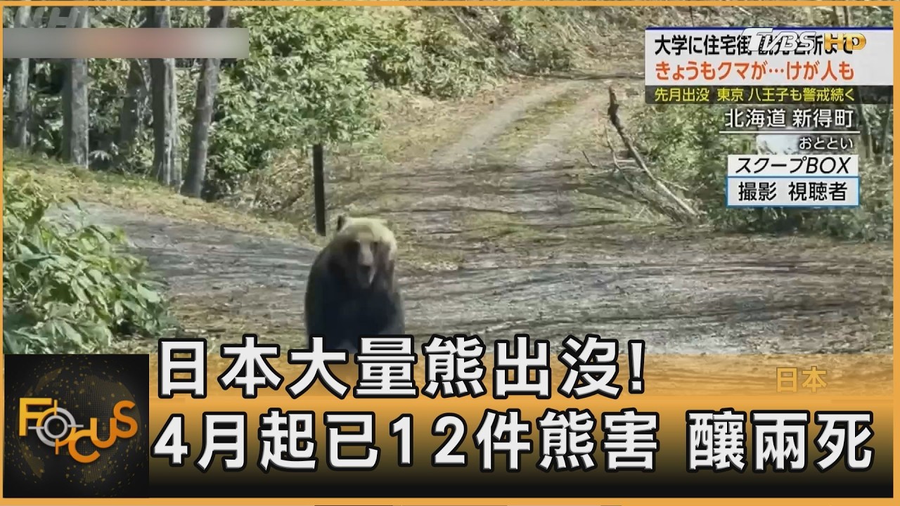 日本大量熊出沒! 4月起已12件熊害 釀兩死｜韋家齊｜FOCUS全球新聞20260515 @TVBSNEWS01