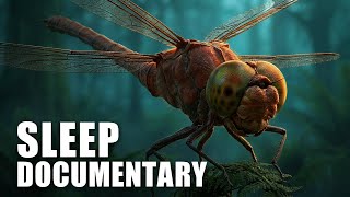 The Rise and Fall of the Giant Insects — 1 Hour Sleep Documentary